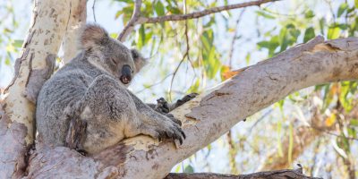 Koala in een boom op Magnetic Island in Australië